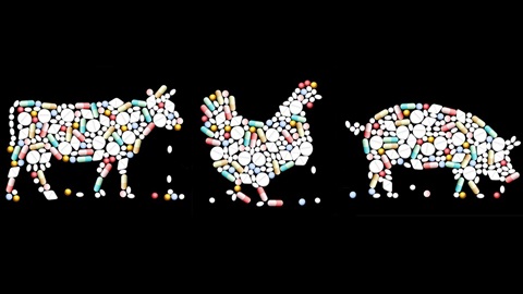 Antibióticos animales